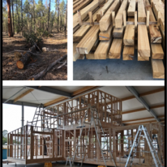 grid image of pine tree, cut pine and pine building construction